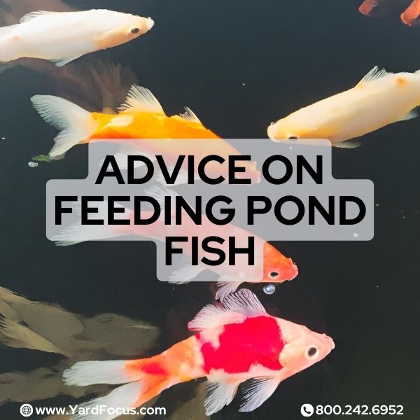 Advice On Feeding Pond Fish: Ultimate Guide - Yard Focus