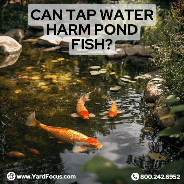 Can tap water harm pond fish?