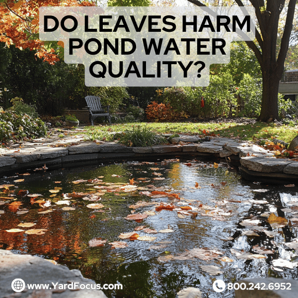 Do leaves harm pond water quality?