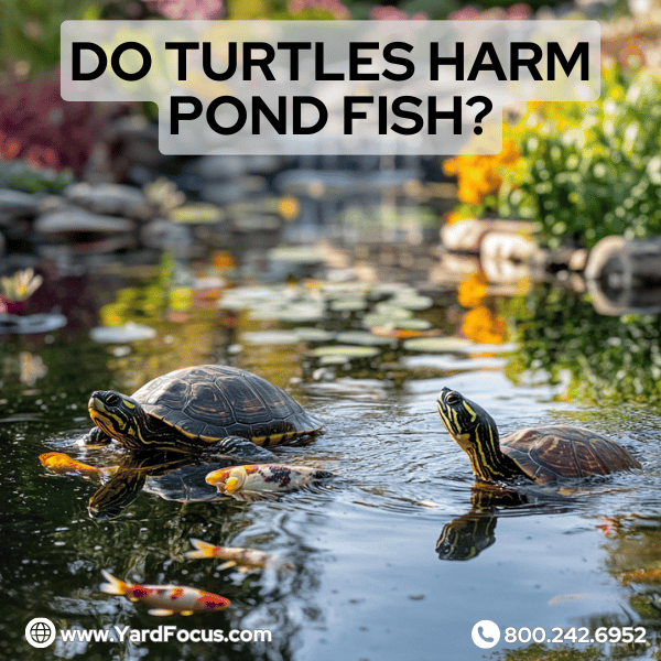 Do turtles harm pond fish?