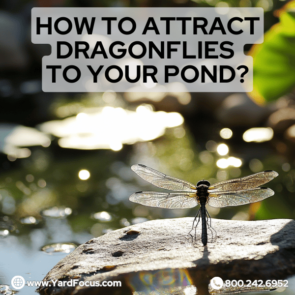 How to attract dragonflies to your pond?