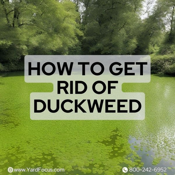 How to Get Rid of Duckweed: Strategies for a Clean Pond - Yard Focus