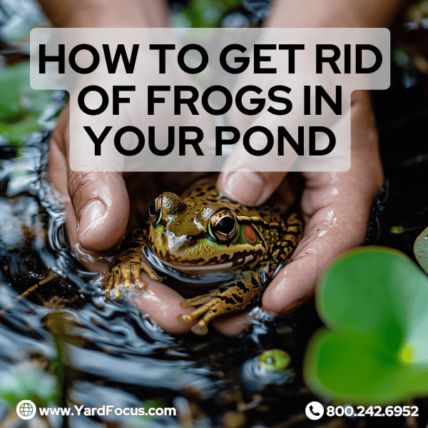 how to get rid of frogs in pond