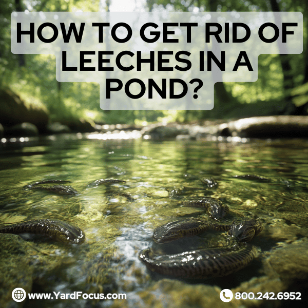 how to get rid of leeches in a pond? 