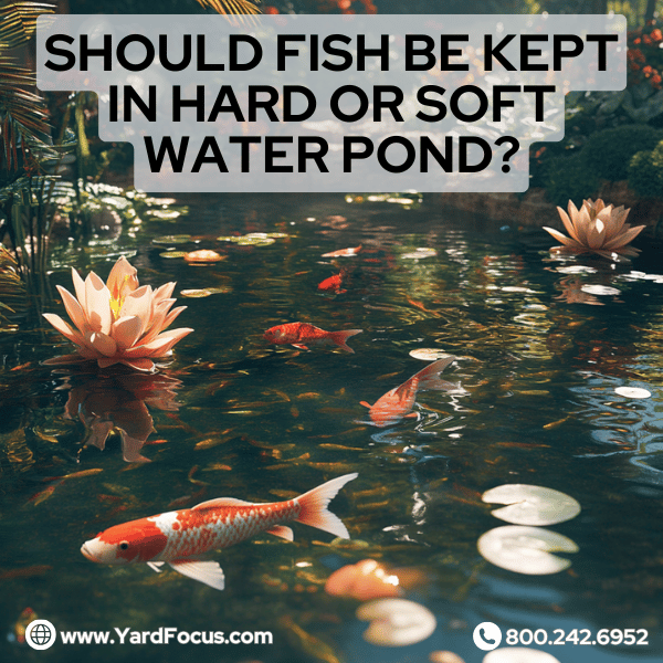 Should fish be kept in hard or soft water pond?