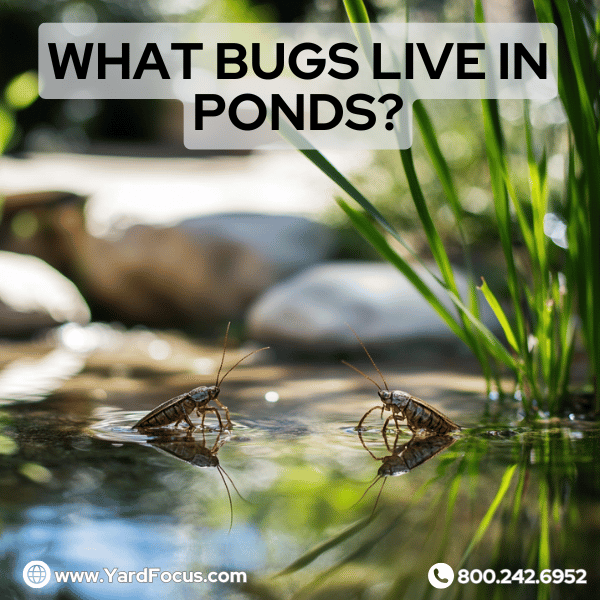 What bugs live in ponds?