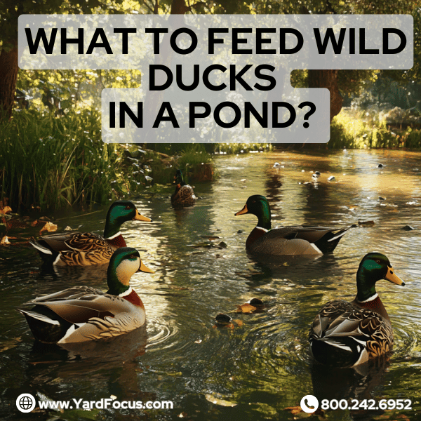 what to feed wild ducks in a pond