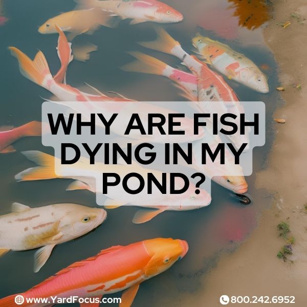 Why are fish dying in my pond?