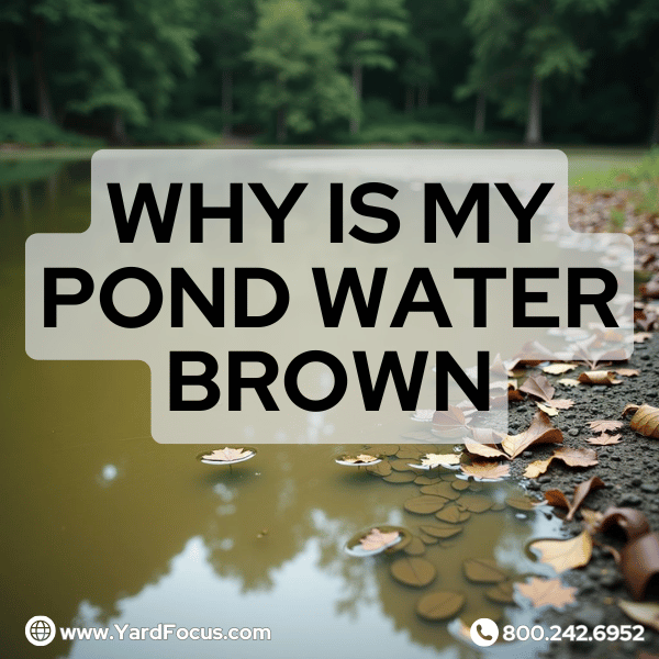 why is my pond water brown